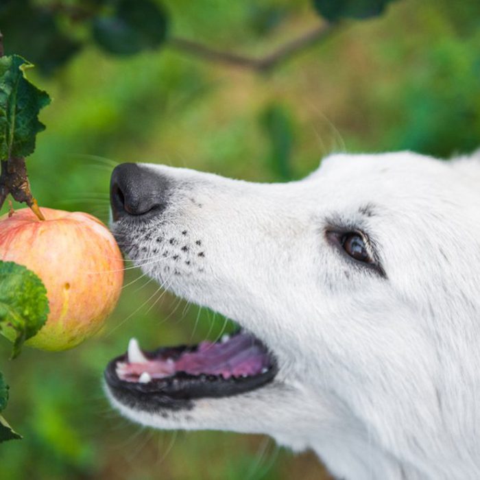 Dog reaching for a whole apple
