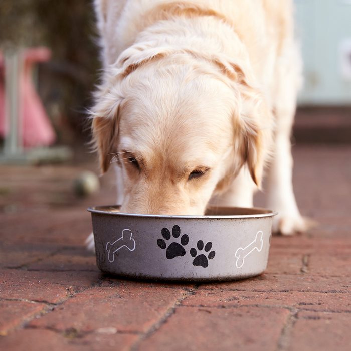 Big dog eating out of a bowl