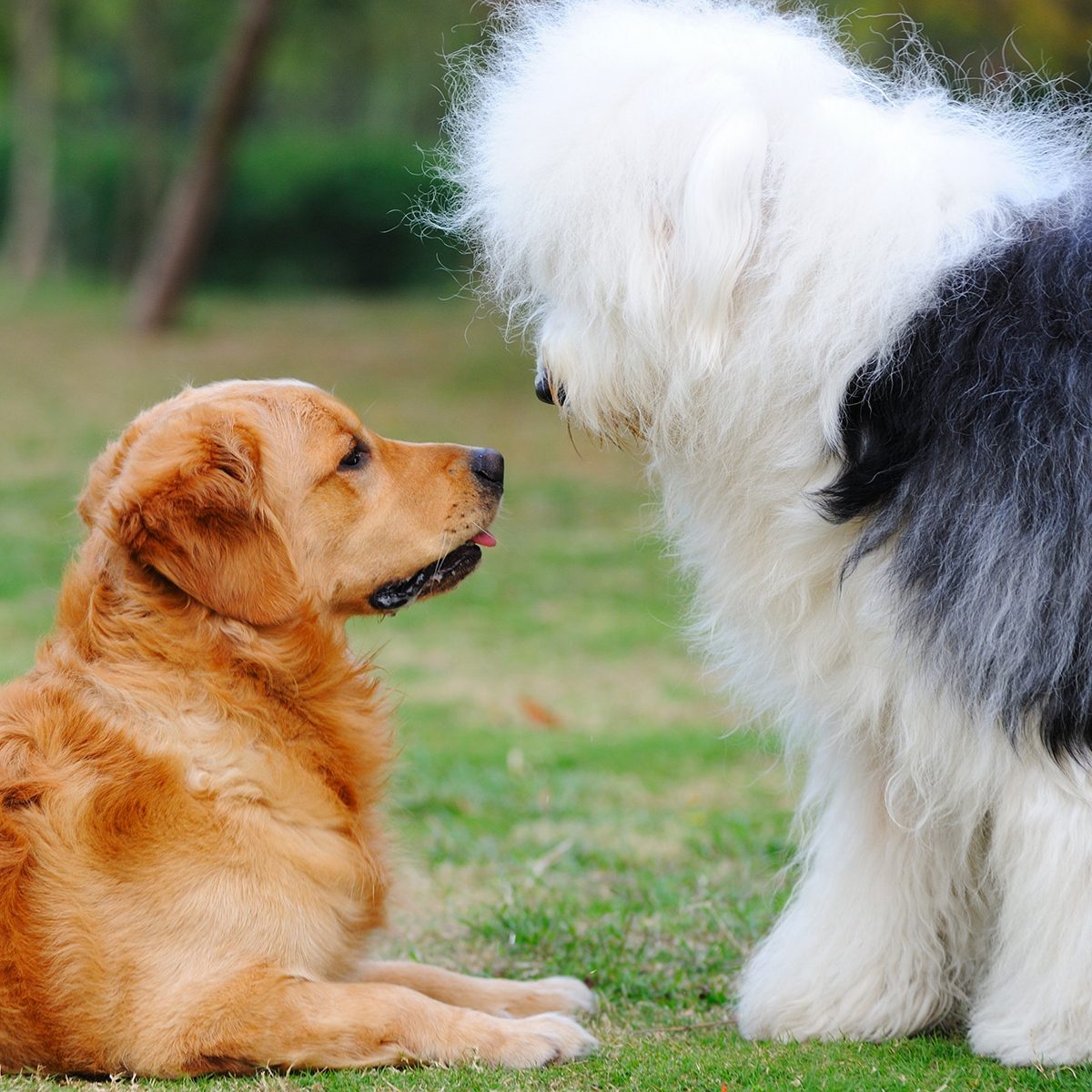 Golden retriever laying down and looking up at a standing English sheepdog