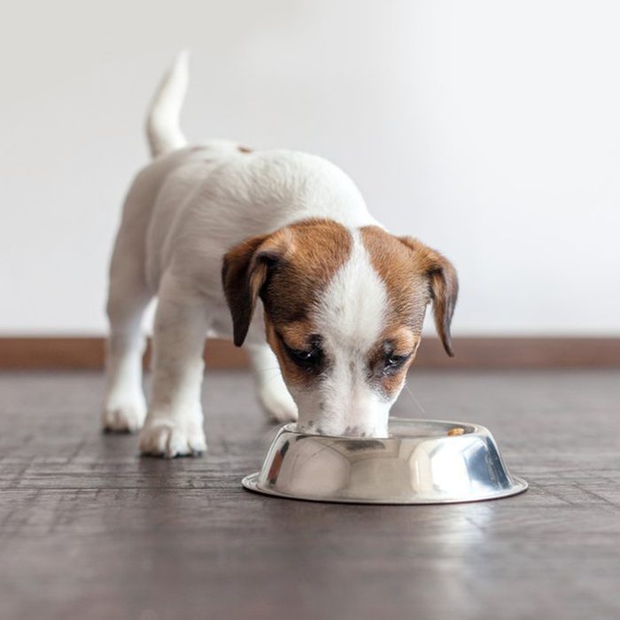 Puppy eating out of a bowl