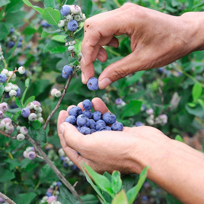 close up on blueberry picking by hand; Shutterstock ID 452575339; Job (TFH, TOH, RD, BNB, CWM, CM): TOH