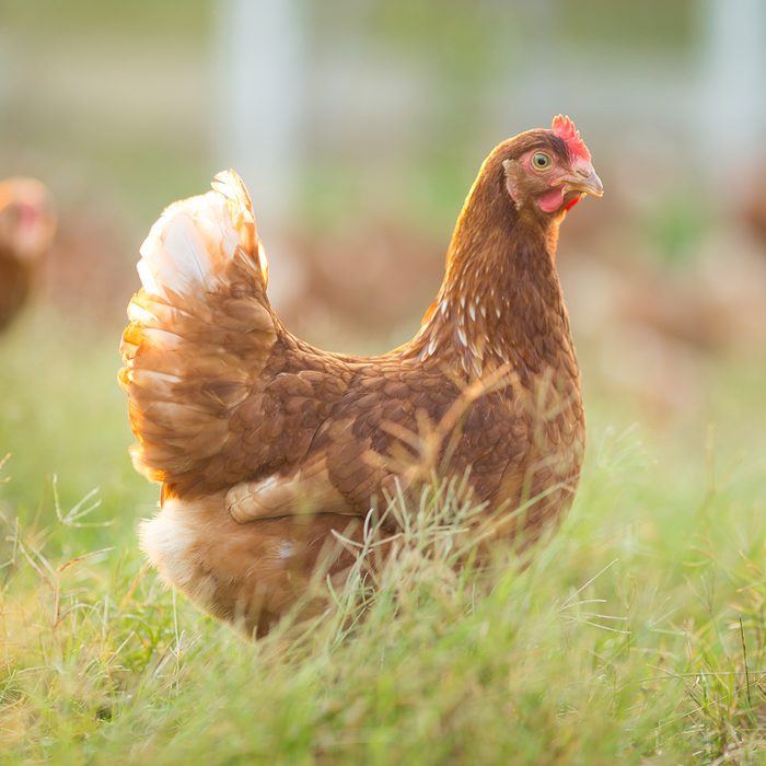 chicken; Shutterstock ID 546329539; Job (TFH, TOH, RD, BNB, CWM, CM): TOH