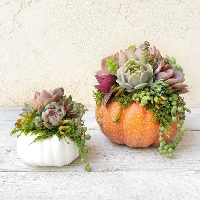 Mini Faux Pumpkins Planted with Real Succulents! Available in White, Orange, or Golden Cream. Harvest decor, Thanksgiving Decor, Fall Decor