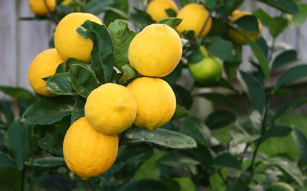 A bunch of Bright Yellow Meyer Lemons on the tree