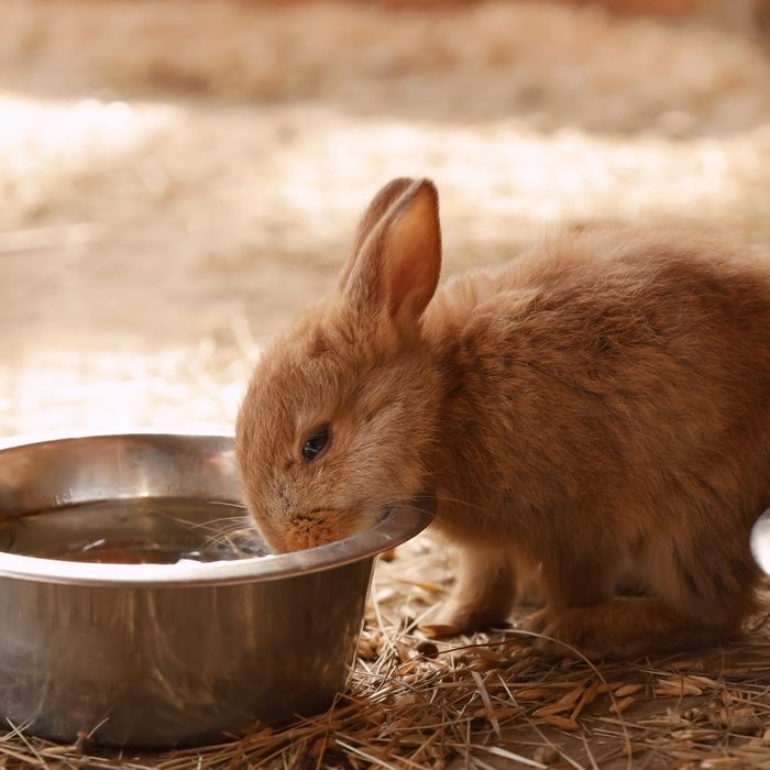 Pet bunny taking a drink from its water bowl