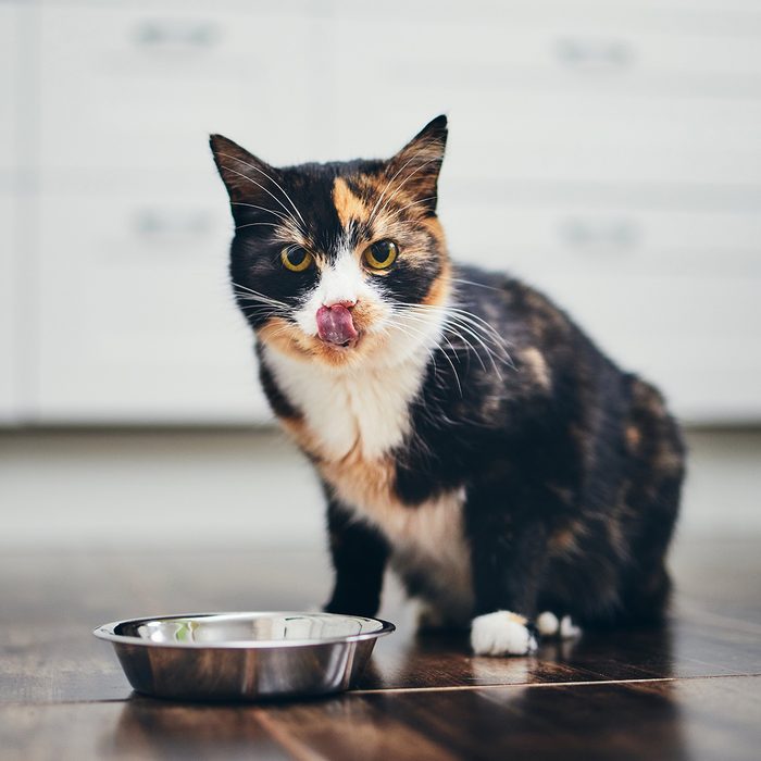 Calico cat licking its lips
