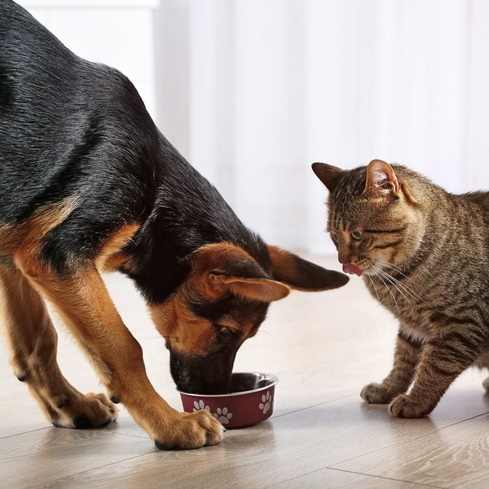 Cat watching a dog eat from its bowl