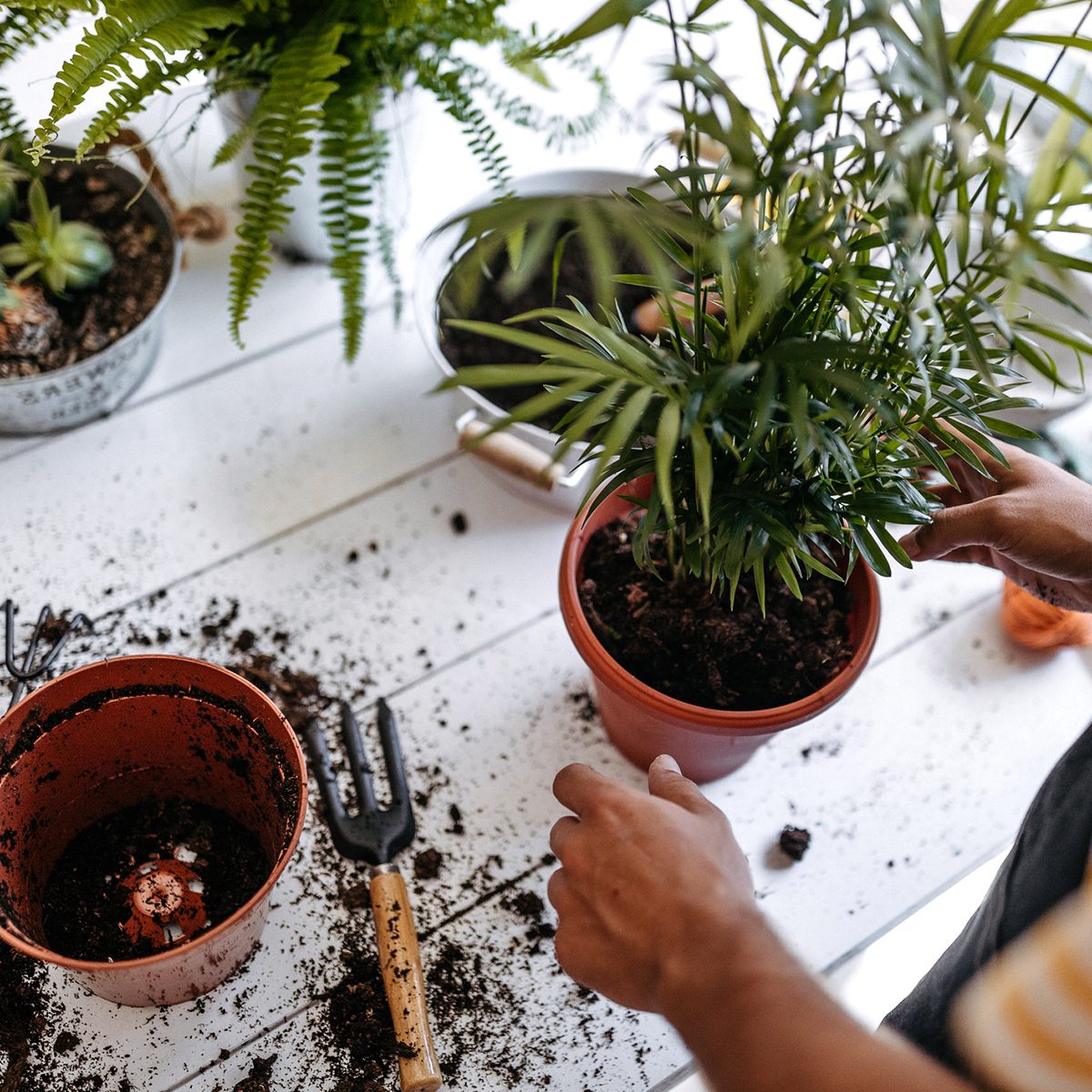 Young entrepreneur transplanting plants at flower shop, wearing apron, using gardening tools