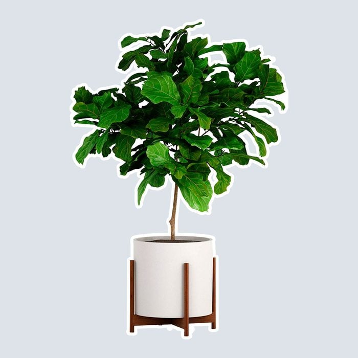 Fox & Fern Wide Plant Stand - Acacia - EXCLUDING 15" White Ceramic Planter Pot