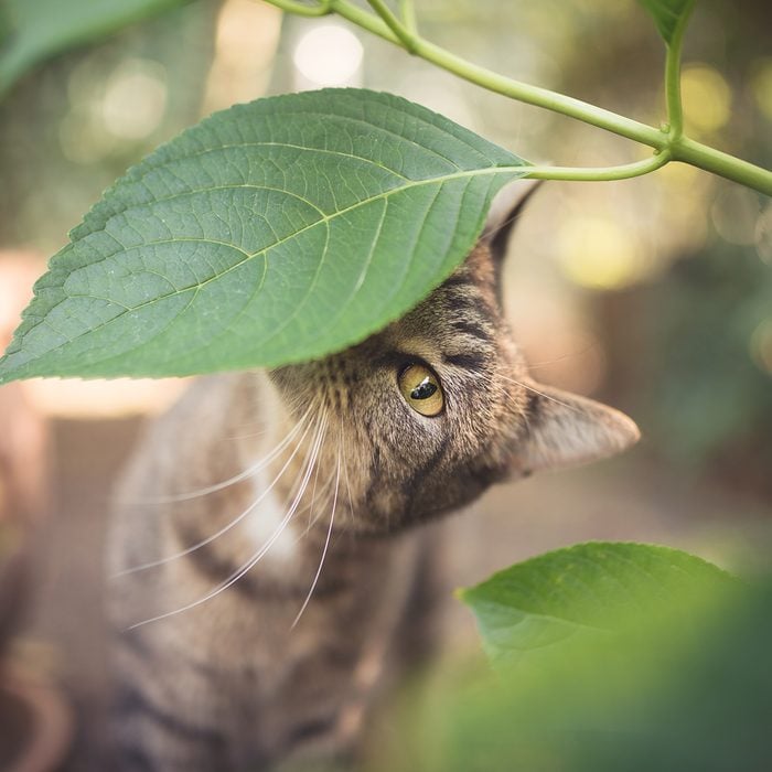 11 Herbs That Are Safe For Cats And