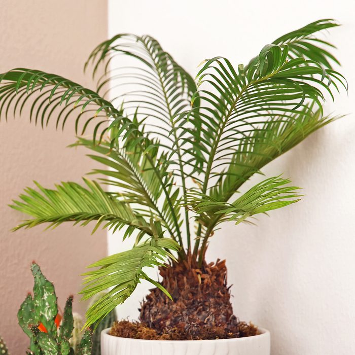 Table with beautiful cacti and Sago palm indoors