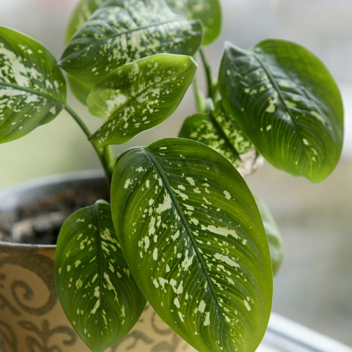 Fragment of houseplant leaves on windowsill.