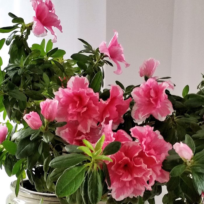 Bonsai of azalea at window behind a white curtain