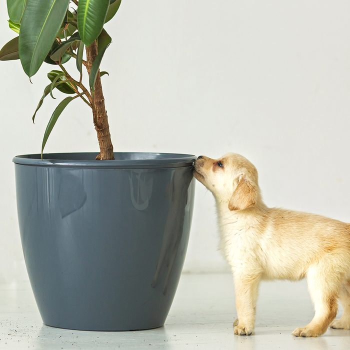 Puppy of a Labrador near a pot with a house plant