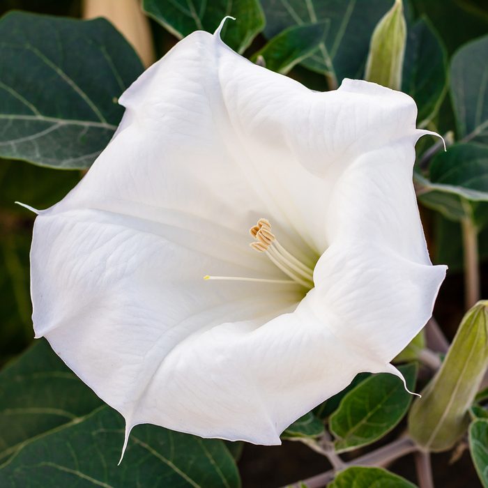 Datura innoxia - white flower close-up. Inoxia with green leaves. Floral background