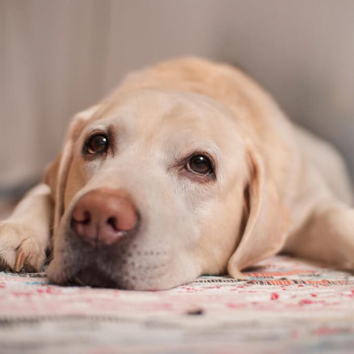 The dog is lying on the carpet; Shutterstock ID 130220186