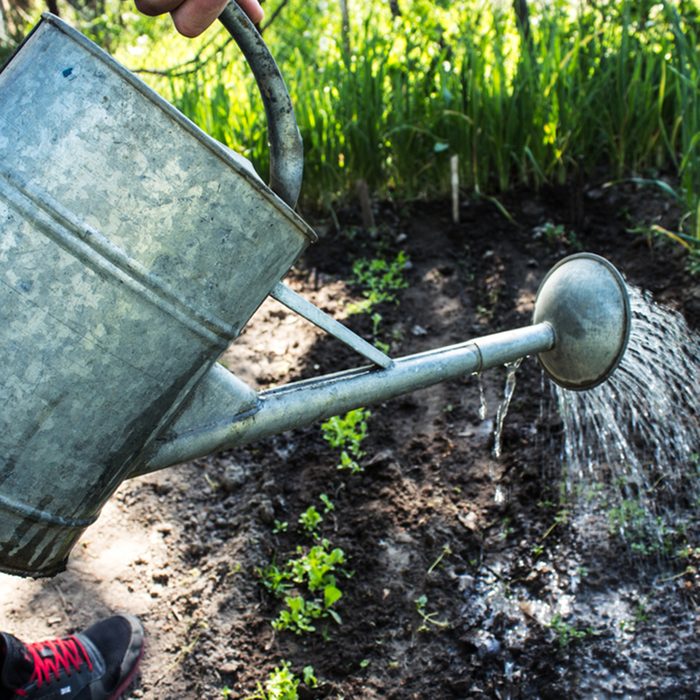 Large iron watering can, watering plants; Shutterstock ID 644300779