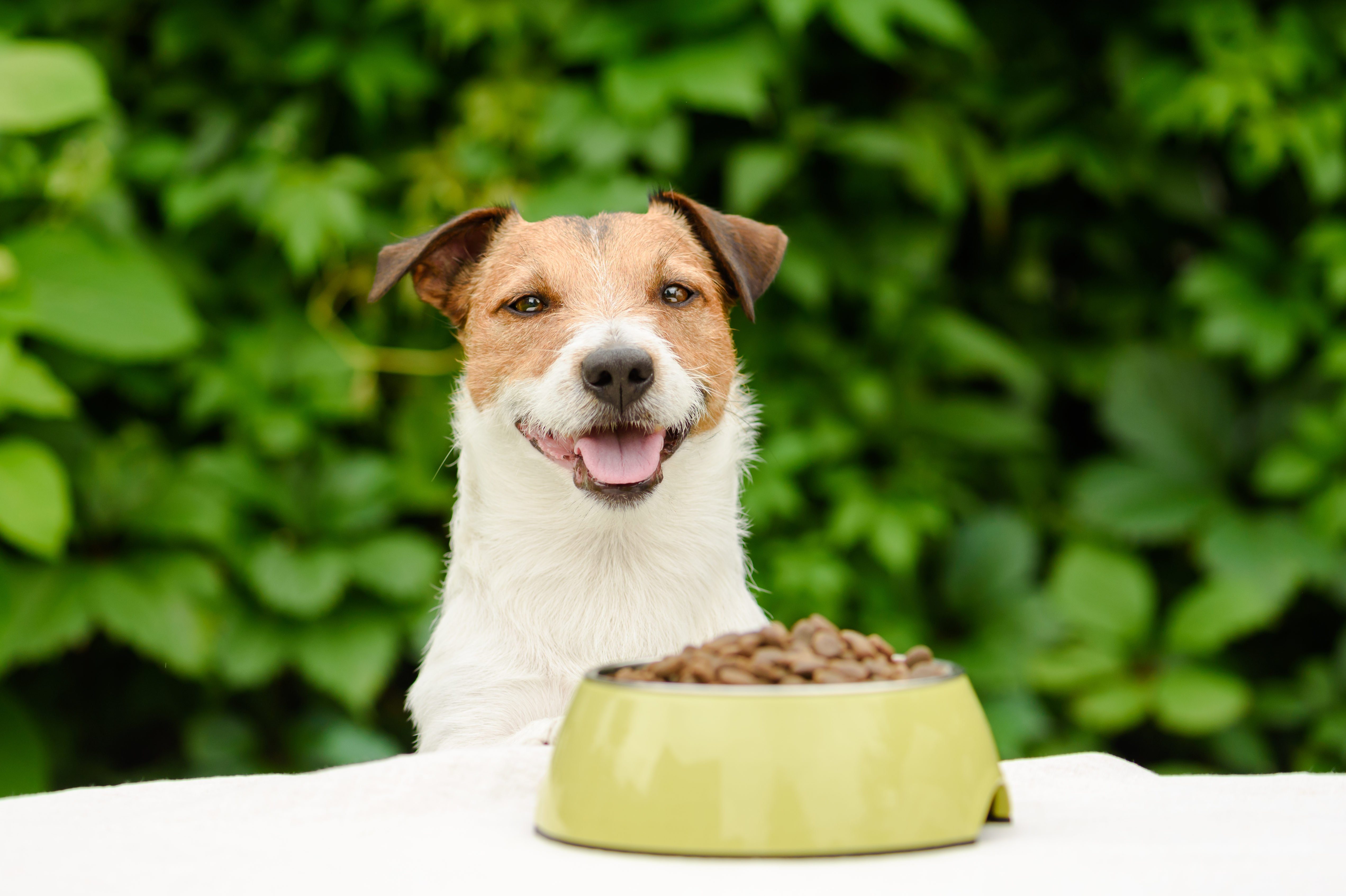 best kibble for small dogs
