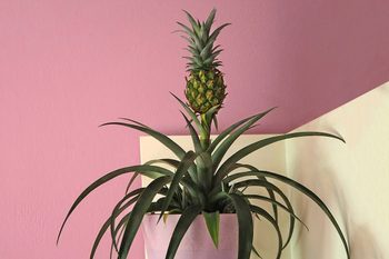 Small indoor pineapple plant in a vase. Pink wall background