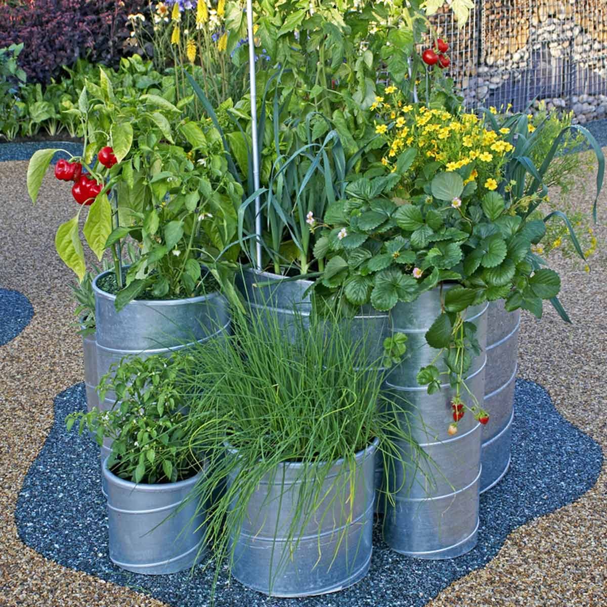 A Dozen Vegetables You Can Grow in Pots - Global Recipe