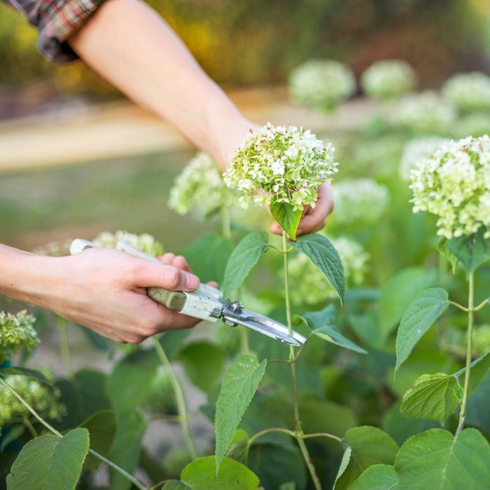 Cutting flower