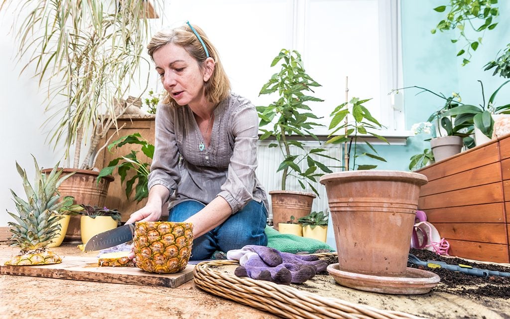 Cheerful Woman Planting Pineapple as Indoor Houseplant