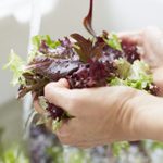 How to Wash Lettuce and Salad Greens