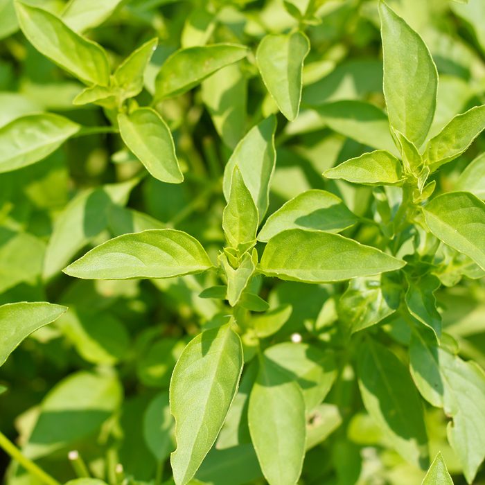 Lemon basil