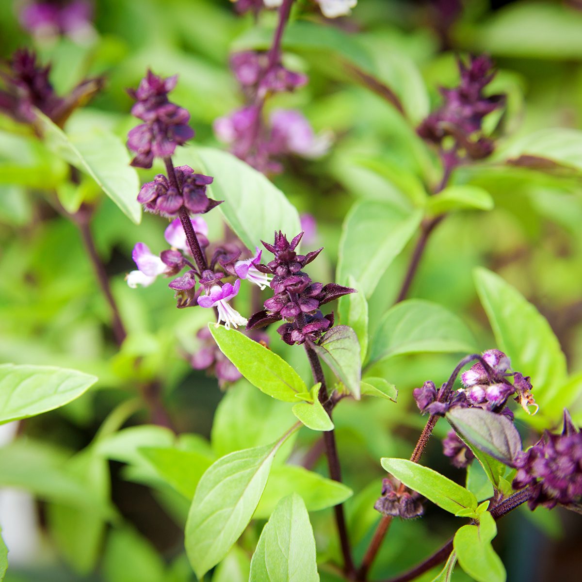 Close-up of fresh Thai basil plants in a plant nursery. The leaves of the plant basil is a popular Asian herb in cooking and the Southeast Asian cuisine. Photographed in horizontal format.
