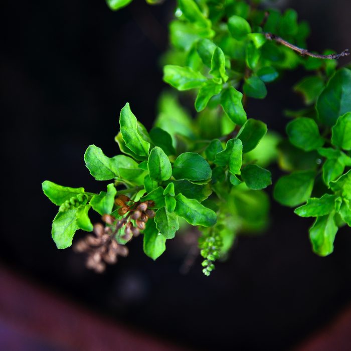 Ocimum tenuiflorum, also known as Holy Basil & tulsi in India. Tulsi is cultivated for religious and medicinal purposes, and for its essential oil. It is widely known across South Asia as a medicinal plant and an herbal tea, commonly used in Ayurveda. Tulsi is worshiped by Hindus and is an important symbol of Hindu religion. It is a very common sight to find Tulsi Vrindavan ( A special structure where tulsi is grown) in houses of Hindus.