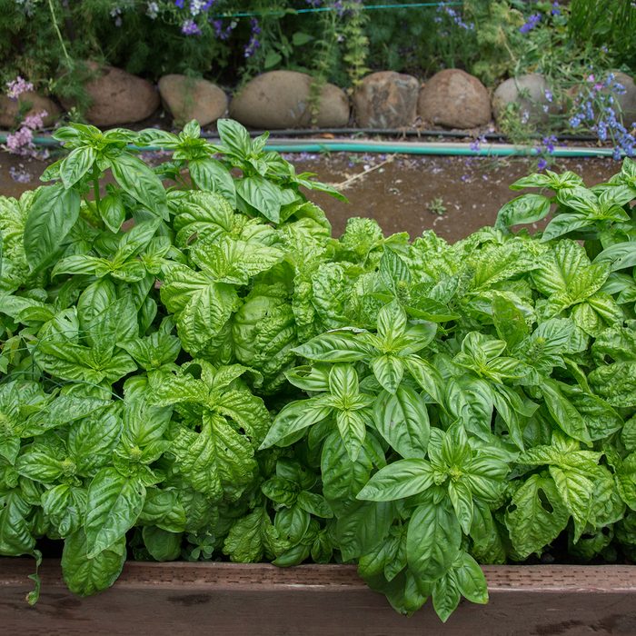 Green basil growing in raised beds in garden