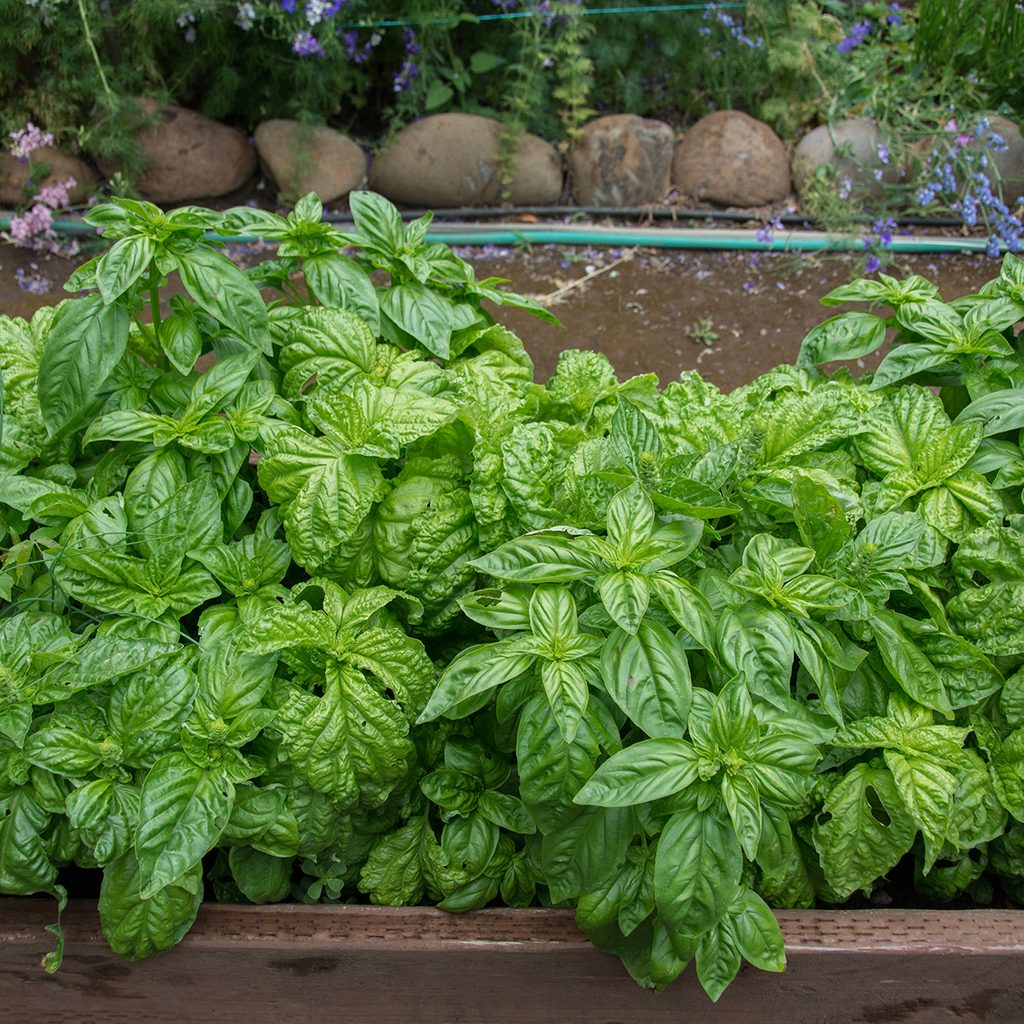 Your Guide to All the Different Types of Basil | Taste of Home