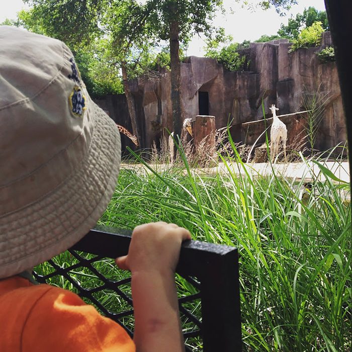 kid at the zoo