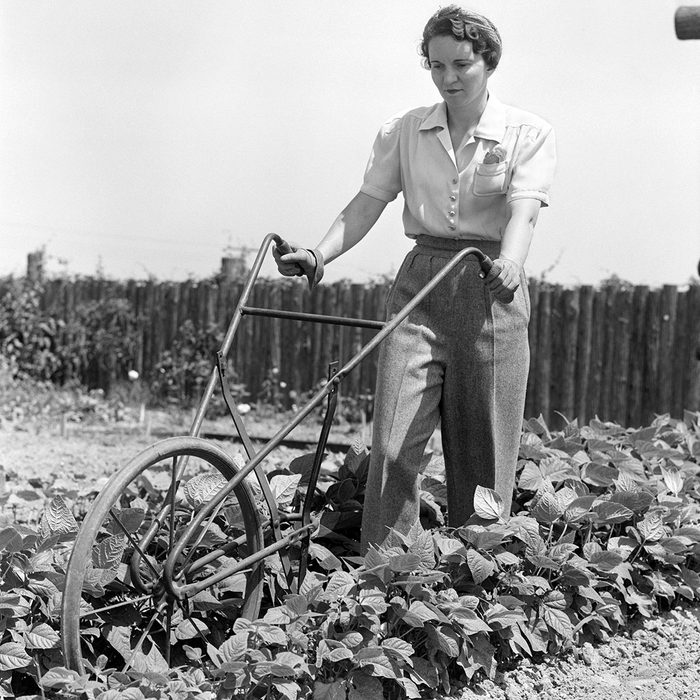 UNITED STATES - Circa 1940s: Woman Wearing Blouse Slacks And Gloves Pushing A Harrow Between Rows Of Plants In A Vegetable Garden With A Rustic Fence In The Background.