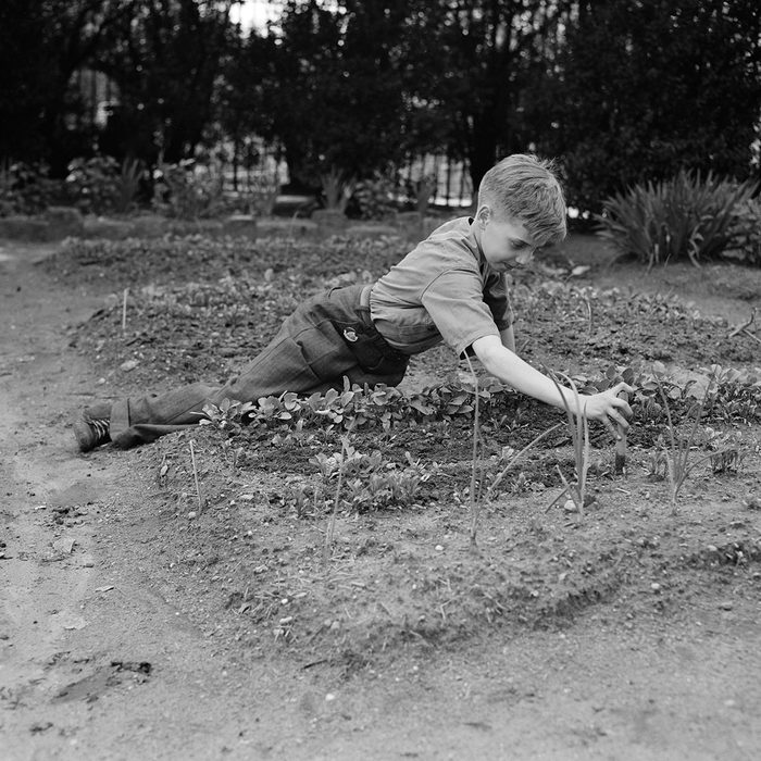 Child Working in School Victory Garden, First Avenue between Thirty-Fifth and Thirty-Sixth Streets, New York City, New York, USA, Edward Meyer for Office of War Information, June 1944. (Photo by: Universal History Archive/Universal Images Group via Getty Images)