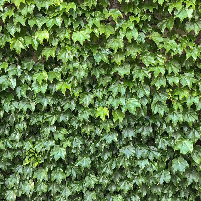 Fresh green leaves of boston ivy