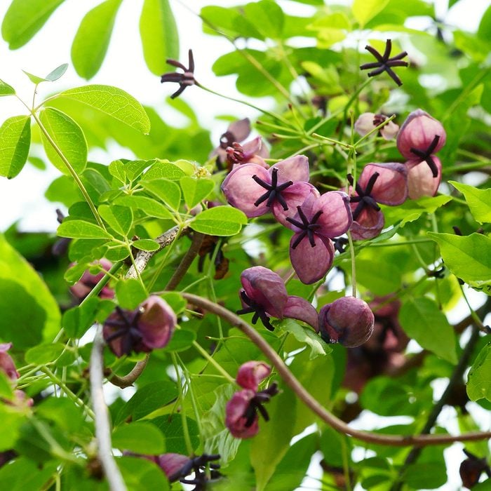 Purple flowers bloom in the spring, and the fruit is similar to kiwi. Gyeonggido province in South Korea, 2014.