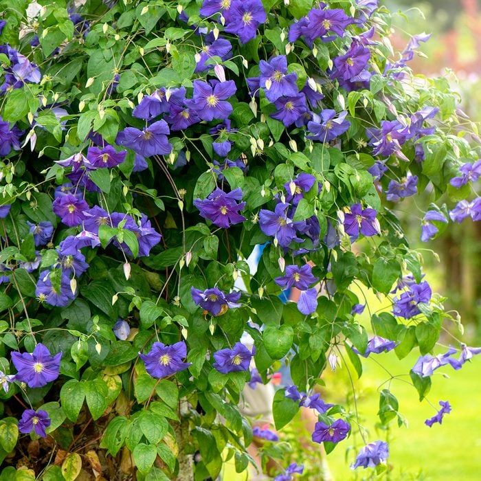 Close-up of the beautiful vibrant purple summer flowers of Clematis Jackmanii purpurea climbing up a garden tree