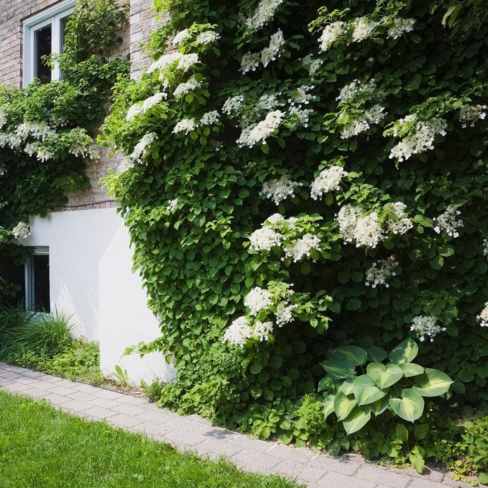 Paving stone path and climbing Hydrangea Petiolaris flowers growing on the side of a residential home at springtime