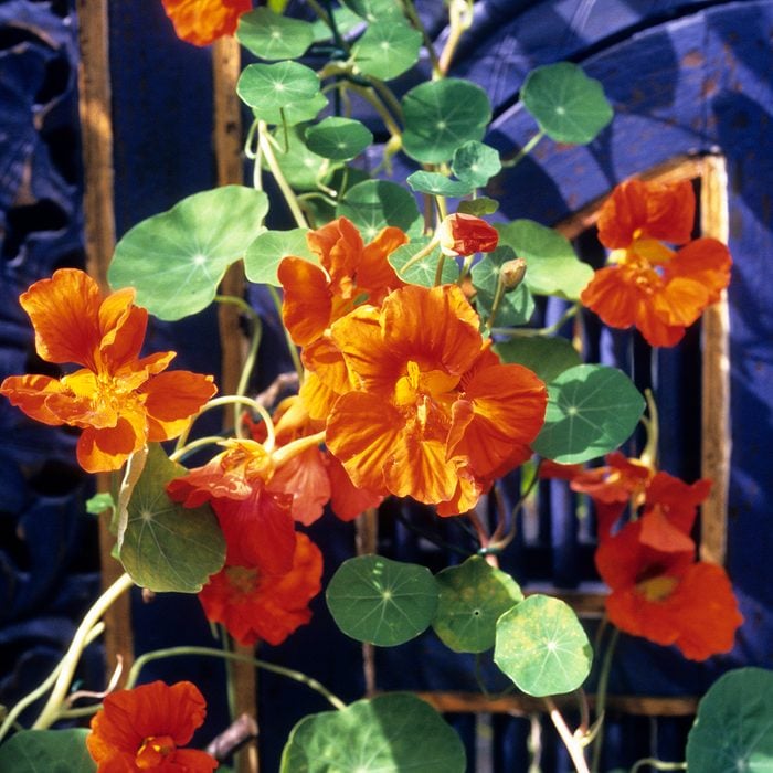 Rankende Kapuzinerkresse (Tropaeolum majus) mit orangen Bl