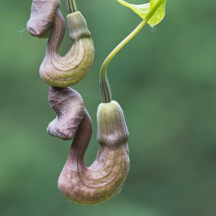 Dutchman's pipe (Aristolochia macrophylla), flowers, Emsland, Lower Saxony, Germany