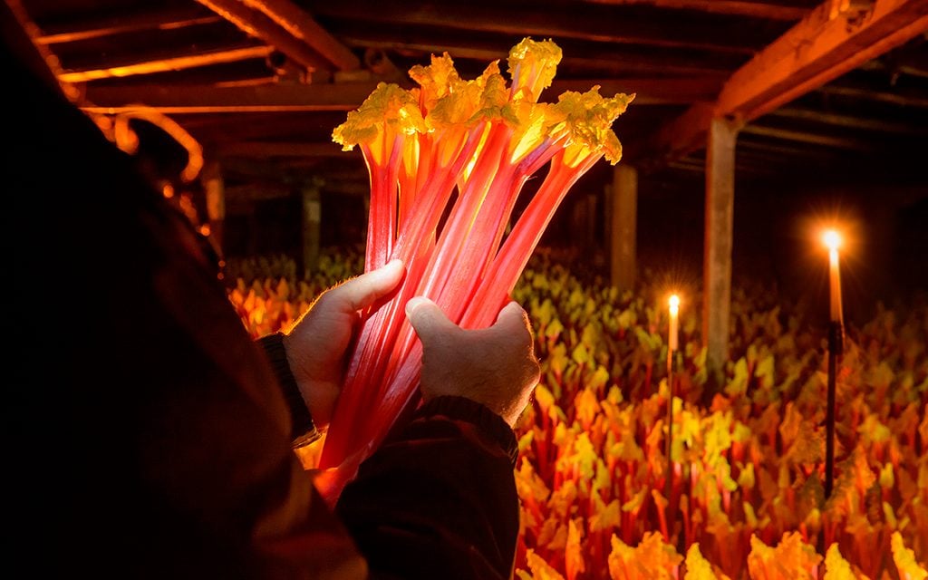 Farmer holding bunch of rhubarb in candlelit barn