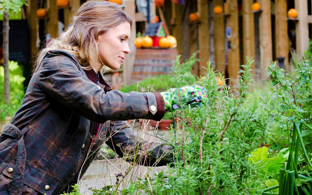 Woman in a garden, taking care of plants, pruning. Woman in a garden, taking care of plants, pruning.