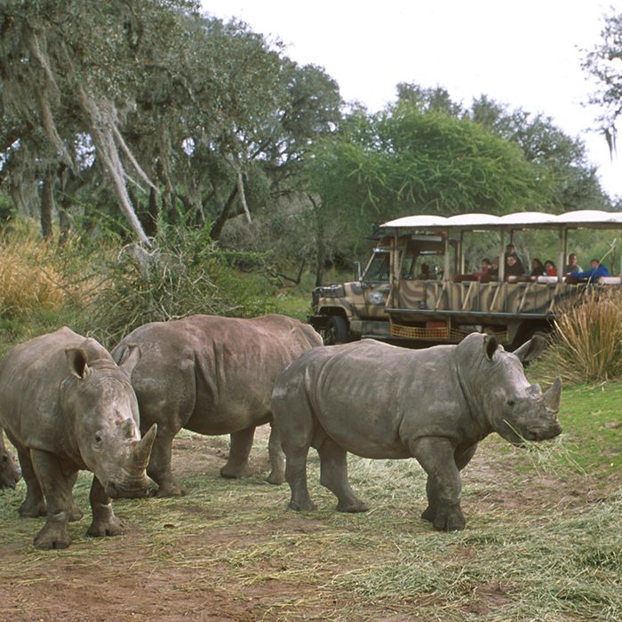As visitors pass by on a 'safari' truck, a group of rhinoceroses wander the grounds of the Animal Kingdom Theme Park at Disneyworld, Orlando, Florida, August 2012. (Photo by Tom Nebbia/Corbis via Getty Images)
