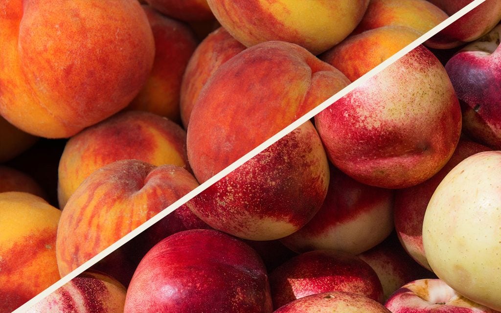 Nectarine vs Peach