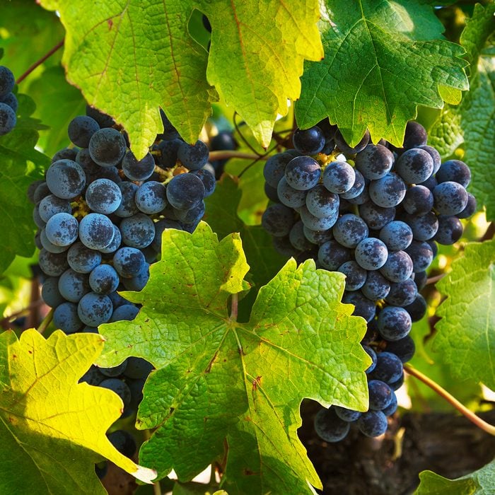 Close-up of grapes on the vine in California wine country.