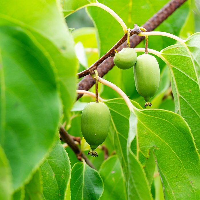 Closeup of green Actinidia on the branch among lush foliage