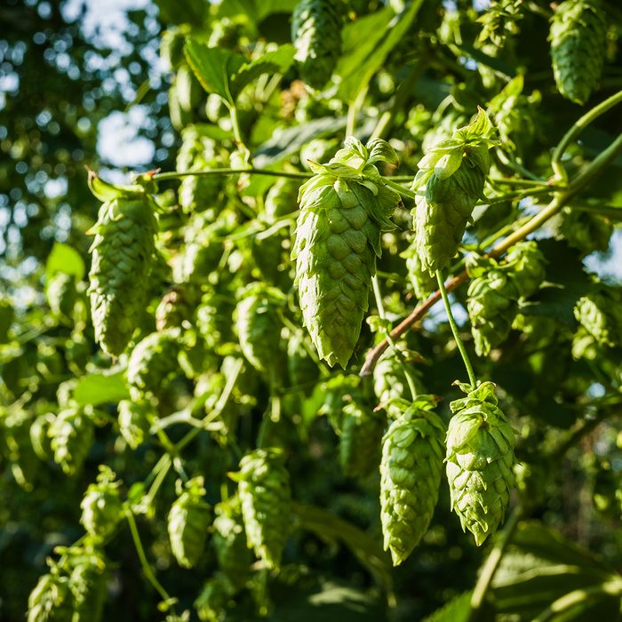 Hops plant