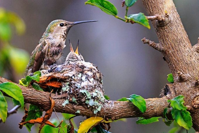 An Anna's hummingbird mom feeds chicks in a nest.