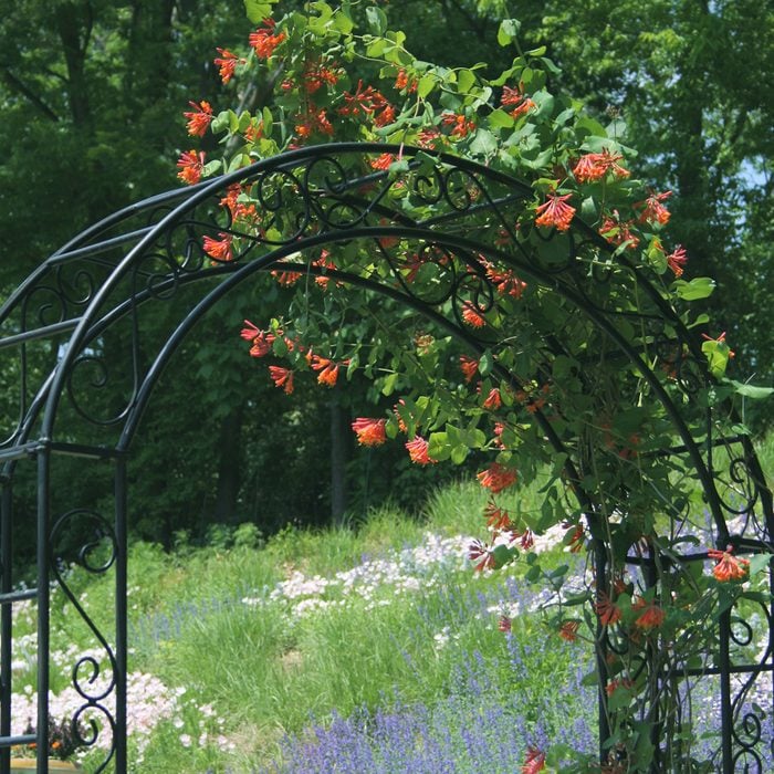 view through a black iron arbor draped with orange honeysuckle in early spring. View beyond is of wildflower meadow hillside in pink, purple and green. Very lush.